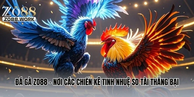 Đá Gà ZO88 - Nơi Các Chiến Kê Tinh Nhuệ So Tài Thắng Bại